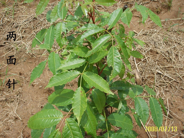 “花红园”药用植物良种繁育基地初具规模|广西壮族自治区花红药业集团股份公司官网|花红药业集团|广西药业公司| 花红药业股份公司|花红片|红颗粒 ...